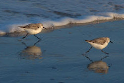 Sandpipers